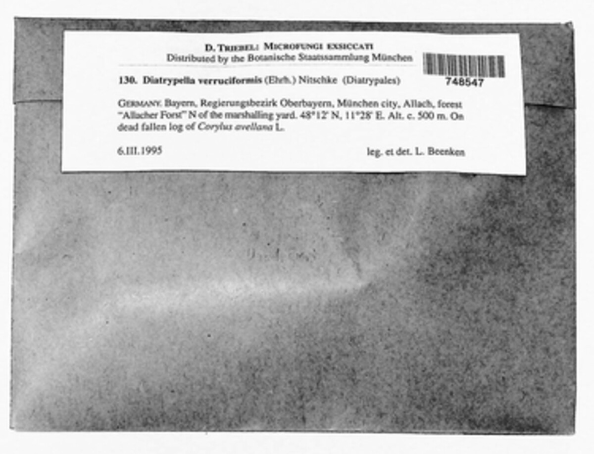 Diatrypella favacea image